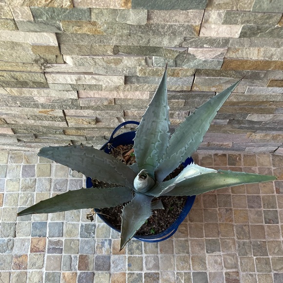 Maguey / agave plant/ landscape decor - Picture 4 of 6